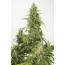 Haze XXL 3pk